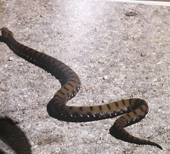 Vipera aspis