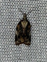 Platynota exasperatana