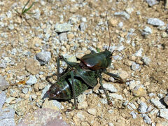 Anabrus simplex
