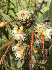 Eucalyptus leucoxylon