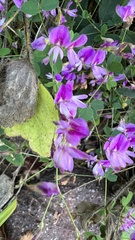 Lespedeza procumbens