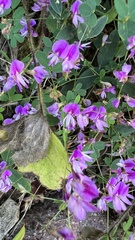 Lespedeza procumbens