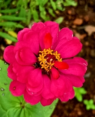 Zinnia elegans