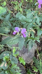 Lespedeza procumbens