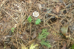 Geastrum