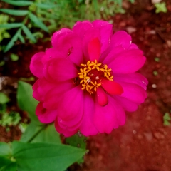 Zinnia elegans