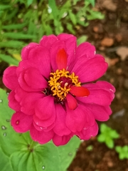 Zinnia elegans