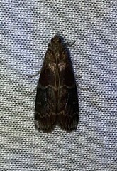 Euzophera ostricolorella