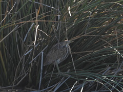 Botaurus lentiginosus