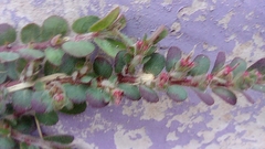 Euphorbia prostrata