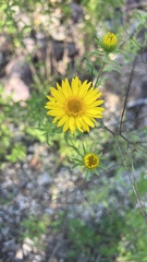 Grindelia lanceolata