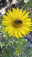 Grindelia lanceolata