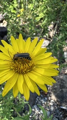 Grindelia lanceolata