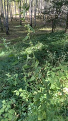 Chaiturus marrubiastrum