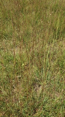 Schizachyrium scoparium