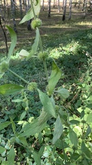 Chaiturus marrubiastrum