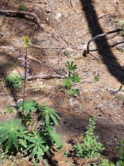 Lupinus latifolius