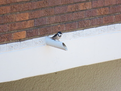 Hirundo albigularis
