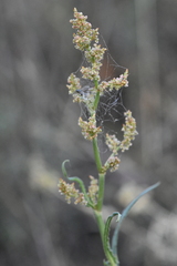 Rumex thyrsiflorus