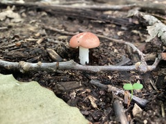 Russula paludosa