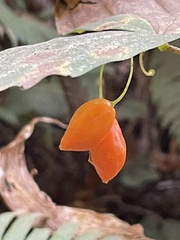 Prosartes smithii