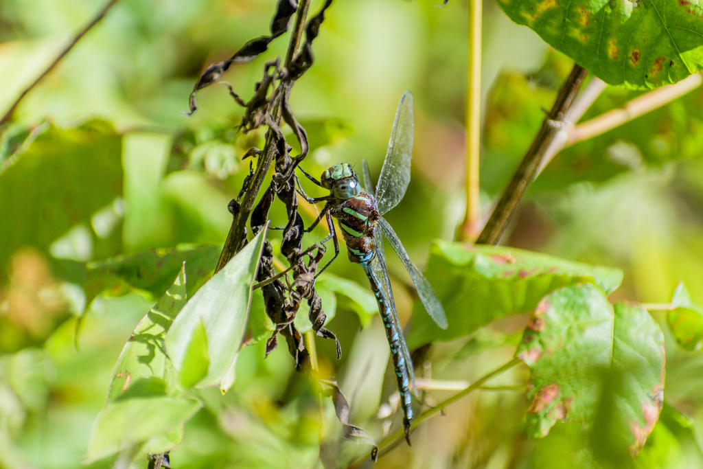 Black-tipped Darner