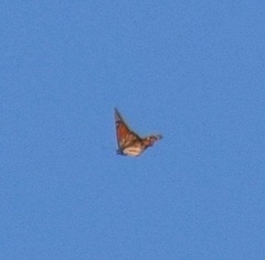 Danaus plexippus plexippus