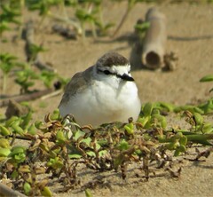 Charadrius marginatus