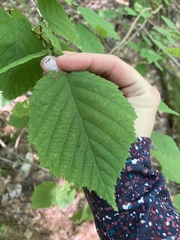 Corylus cornuta