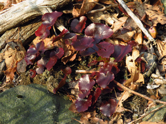 Galax urceolata