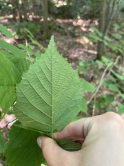 Corylus cornuta