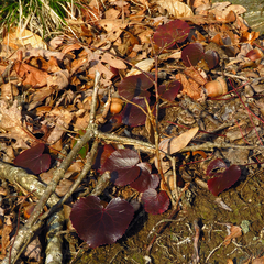 Galax urceolata