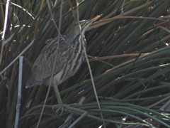 Botaurus lentiginosus