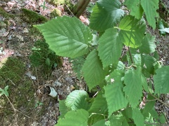 Corylus cornuta