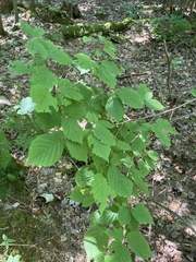 Corylus cornuta