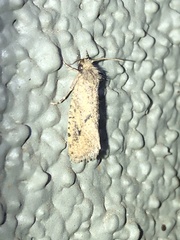 Acrolophinae