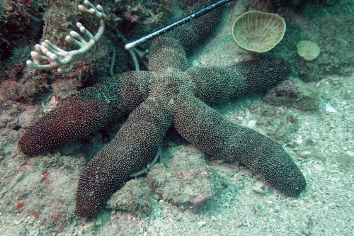 Thromidia brycei