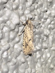 Acrolophinae