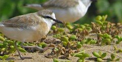 Charadrius marginatus