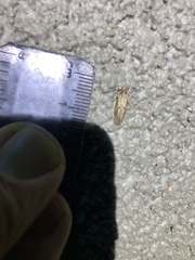 Acrolophinae