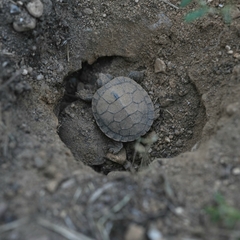 Chrysemys picta bellii