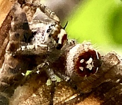Phidippus