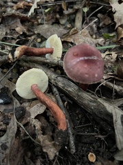 Gyroporus purpurinus