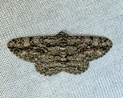 Anavitrinella pampinaria