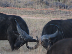 Syncerus caffer caffer