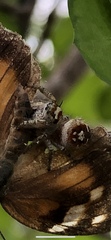 Phidippus