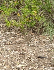 Pogona barbata