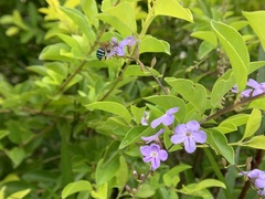 Zonamegilla