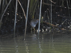 Porzana carolina