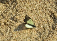 Belenois creona severina